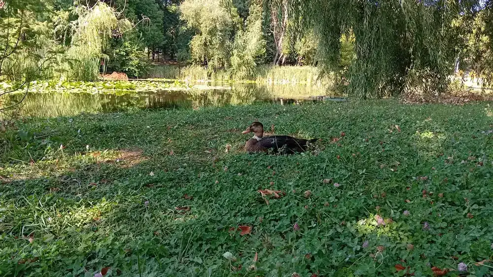 A duck sitting out the afternoon in the clover