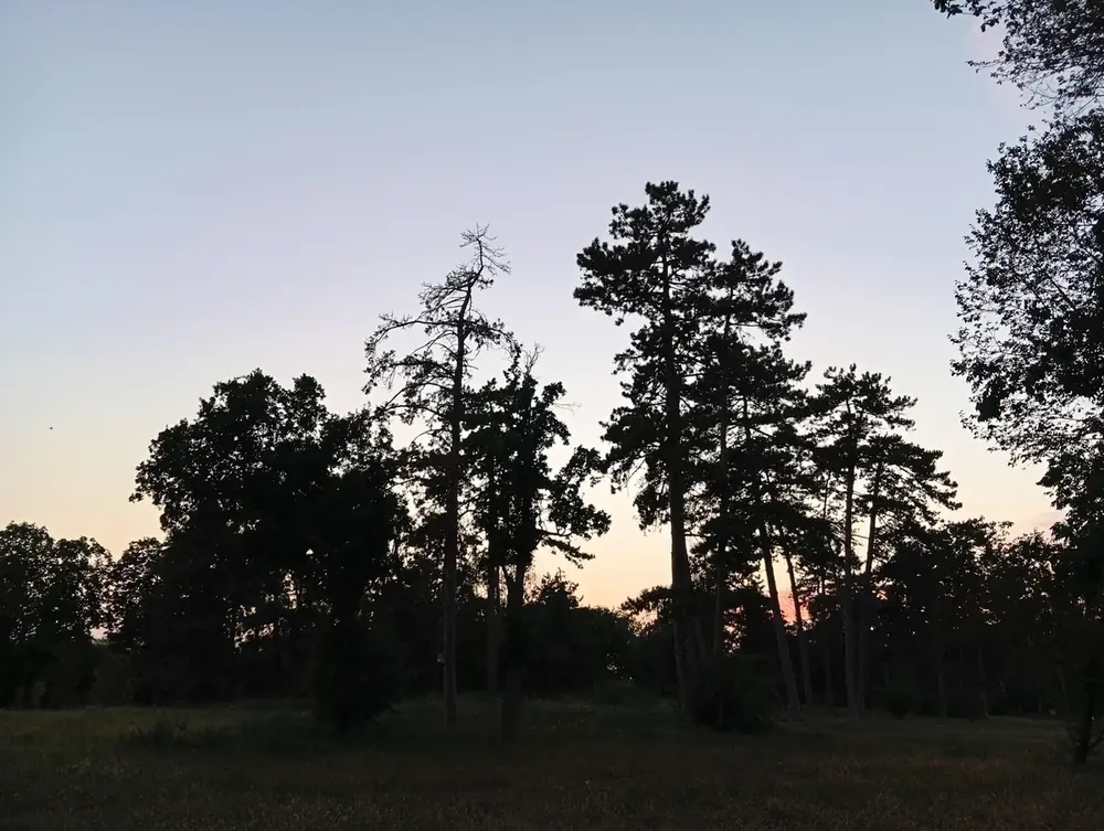 Black pines against the sunset at the top of the park