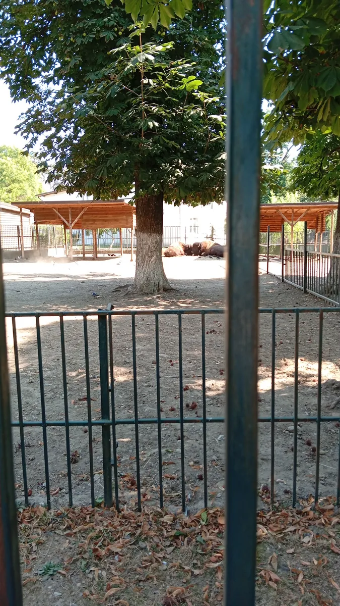 Bison in the shade of a chestnut tree